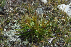 Gentiana algida
