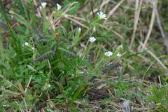 Cerastium beeringianum