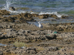 Ichthyaetus audouinii