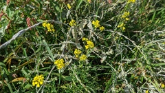 Rhamphospermum nigrum