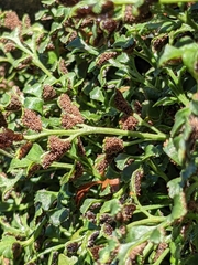 Asplenium ruta-muraria