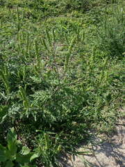 Ambrosia artemisiifolia
