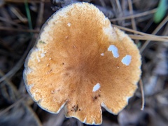 Gyroporus castaneus