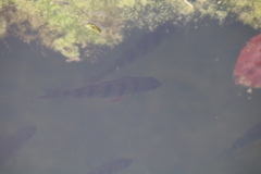 Perca fluviatilis