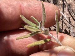 Monardella hypoleuca lanata