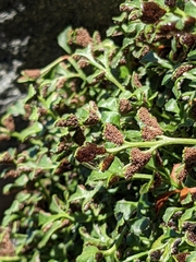 Asplenium ruta-muraria