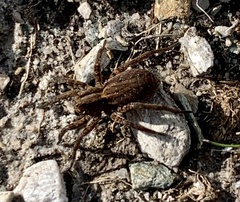 Pardosa amentata