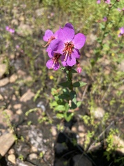 Rhexia virginica