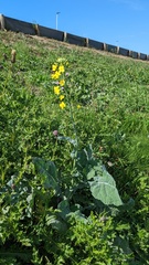 Brassica oleracea
