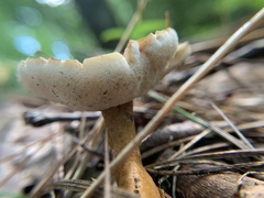 Gyroporus castaneus