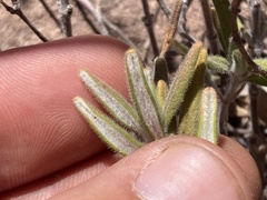 Monardella hypoleuca lanata