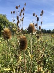 Dipsacus laciniatus