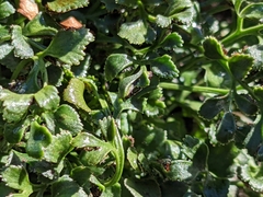 Asplenium ruta-muraria