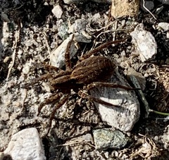 Pardosa amentata