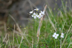 Cardamine polemonioides