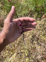 Liatris novae-angliae
