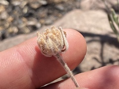 Monardella hypoleuca lanata