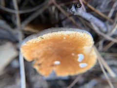 Gyroporus castaneus