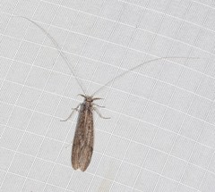 Triplectidinae