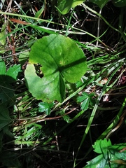Violaceae