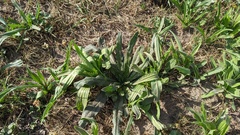 Plantago lanceolata