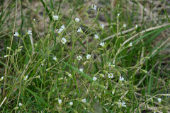 Cerastium beeringianum