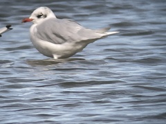 Ichthyaetus melanocephalus