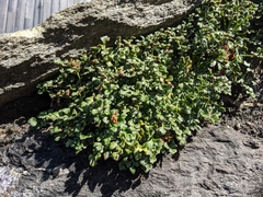 Asplenium ruta-muraria