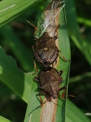 Picromerus bidens
