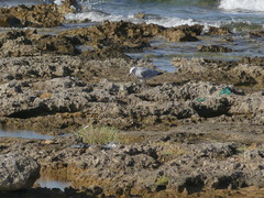 Ichthyaetus audouinii