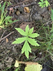 Ranunculus hispidus