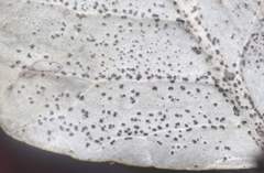 Harknessia rhoina