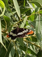 Limenitis lorquini