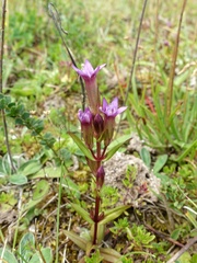 Gentianella amarella