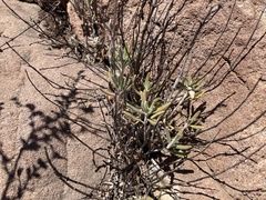 Monardella hypoleuca lanata