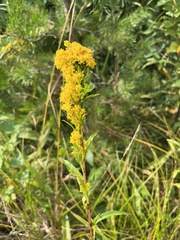 Solidago speciosa