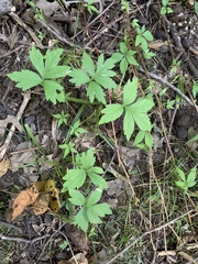 Ranunculus hispidus
