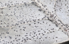 Harknessia rhoina