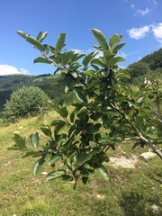 Rhamnus alpina