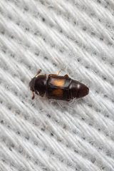 Carpophilus discoideus