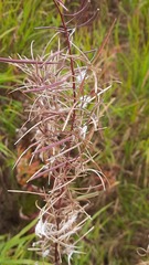 Chamaenerion angustifolium