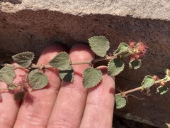 Acalypha californica