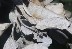 Harknessia rhoina