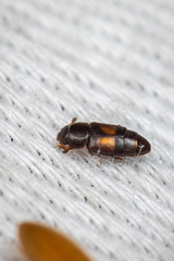 Carpophilus discoideus