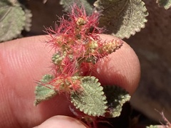 Acalypha californica