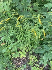 Solidago ulmifolia