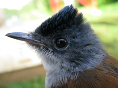 Terpsiphone atrochalybeia