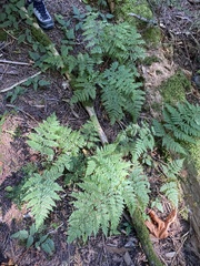 Dryopteris expansa