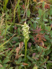 Platanthera hyperborea