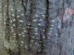 Pertusaria